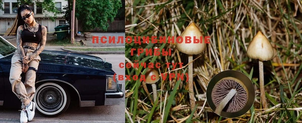 apvp Богданович